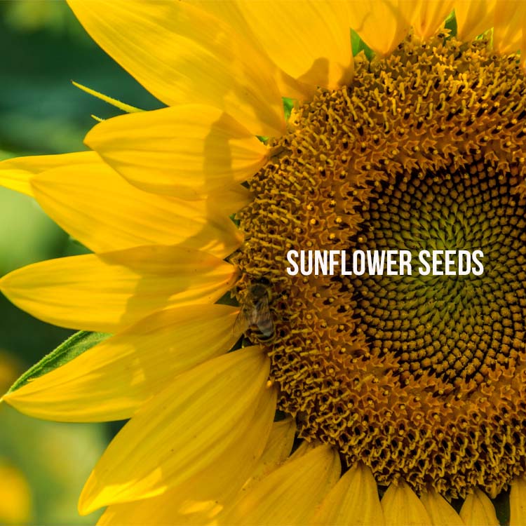 Sunflower Seeds Cover Image